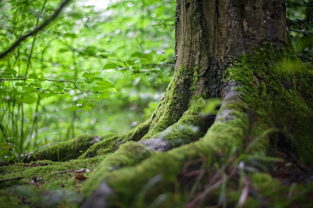 FinOps und GreenOps: Der Balanceakt zwischen Kostenoptimierung und Nachhaltigkeit